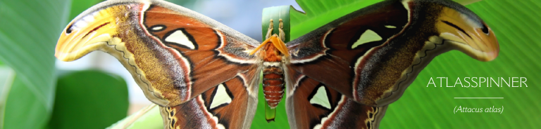ATLASSPINNER