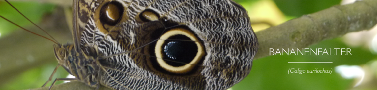 BANANENFALTER