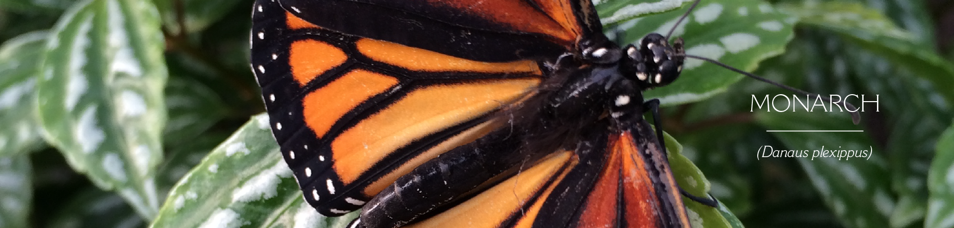 MONARCH