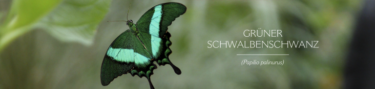 GRÜNER SCHWALBENSCHWANZ