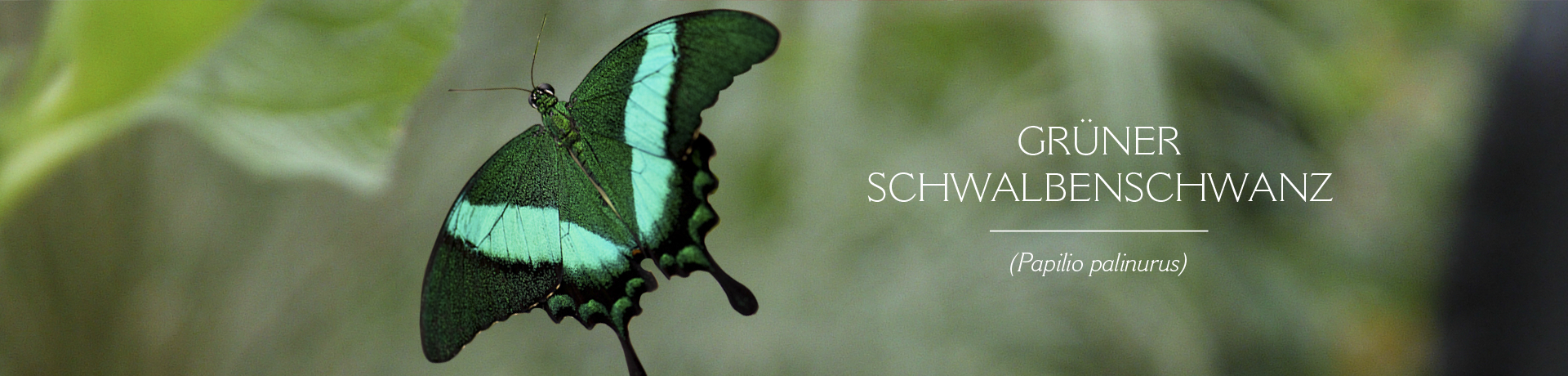 GRÜNER SCHWALBENSCHWANZ